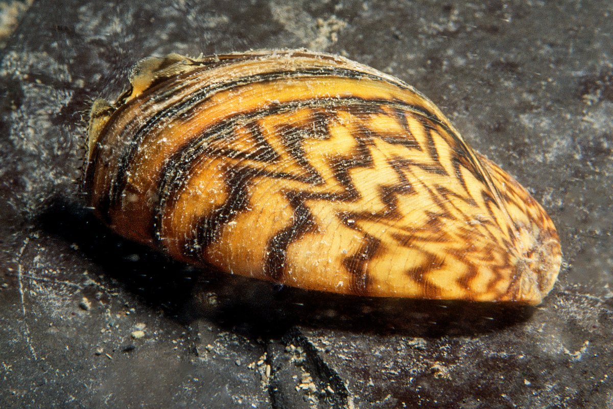 Zebra Mussels Are the Pits — Literally