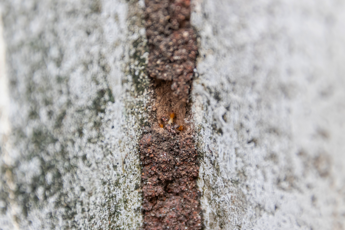 Corrosion of concrete buildings: How can we prevent the next disaster?
